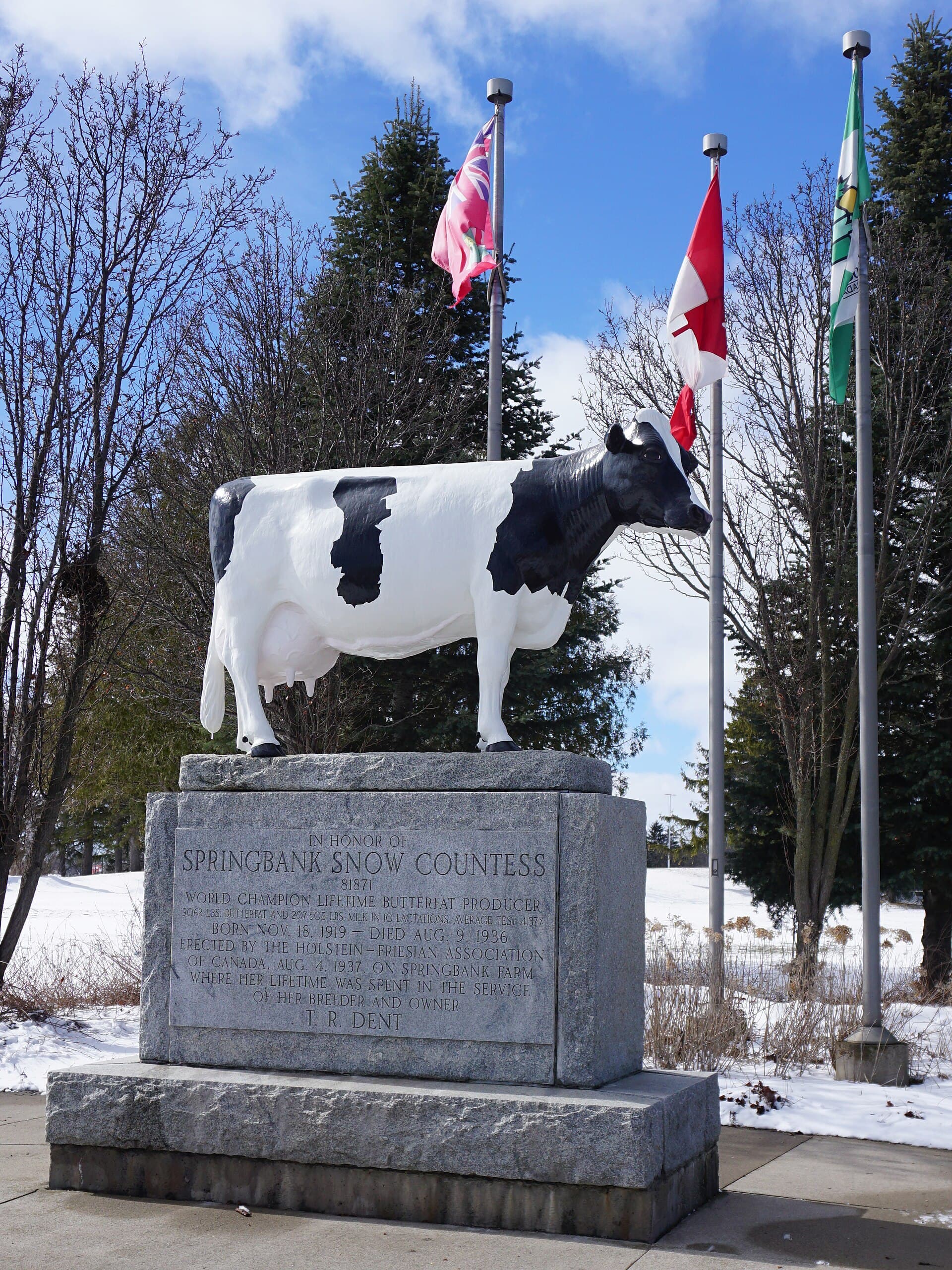 The Springbank Snow Countess monument — a life-size Holstein statue on its granite plinth, in winter
